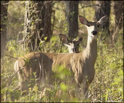 Fotografia intitulada "Louisiana Whitetail…" por Keith Skinner, Obras de arte originais