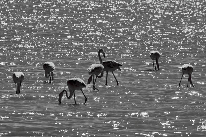 Photography titled "Flamingos under the…" by Dimitrios Paterakis, Original Artwork, Digital Photography