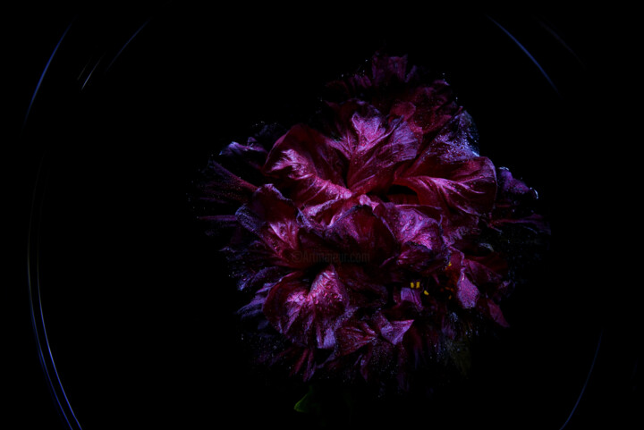 Fotografia intitulada "Hibisceae Xi" por Dino Codevilla, Obras de arte originais, Light Painting