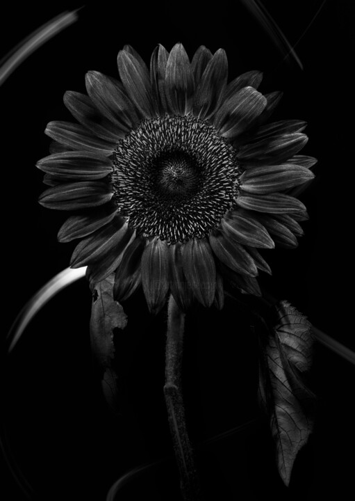 Photography titled "Helianthus annuus V…" by Dino Codevilla, Original Artwork, Light Painting