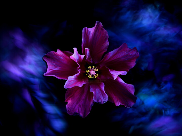 Photographie intitulée "Hibisceae IIIv" par Dino Codevilla, Œuvre d'art originale, Light Painting