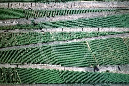 Fotografia intitolato "Vineyards at the Ri…" da Ditta U. Krebs, Opera d'arte originale