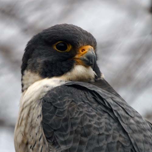 Photography titled "peregine falcon 1" by Davy Meadows, Original Artwork