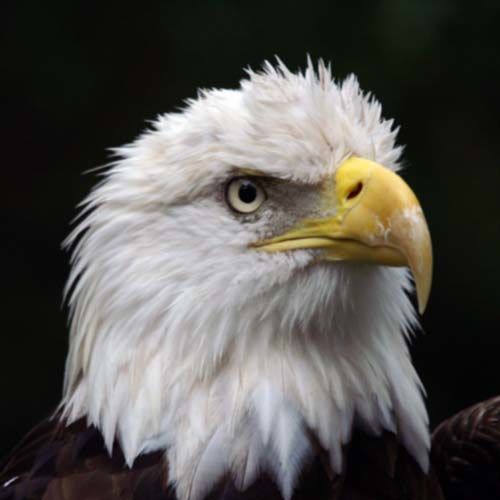 Photography titled "eagle 3" by Davy Meadows, Original Artwork