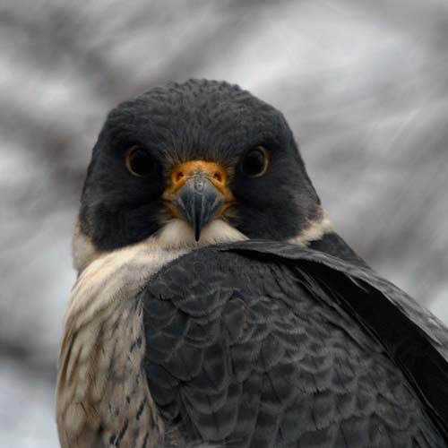 Photography titled "peregine falcon  2" by Davy Meadows, Original Artwork