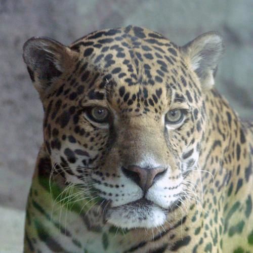 Photographie intitulée "jaguar 1" par Davy Meadows, Œuvre d'art originale