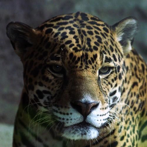 Photography titled "jaguar  2" by Davy Meadows, Original Artwork