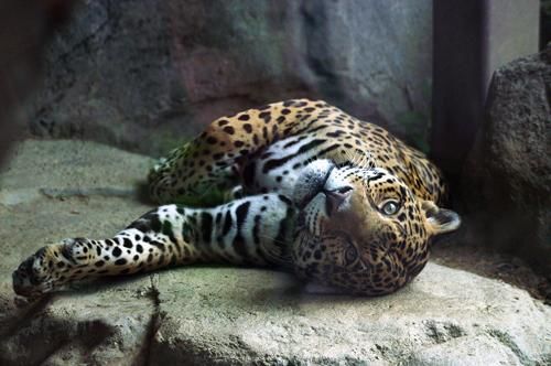 Photographie intitulée "jaguar 3" par Davy Meadows, Œuvre d'art originale