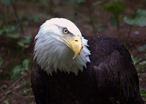 Photographie intitulée "eagle 4" par Davy Meadows, Œuvre d'art originale