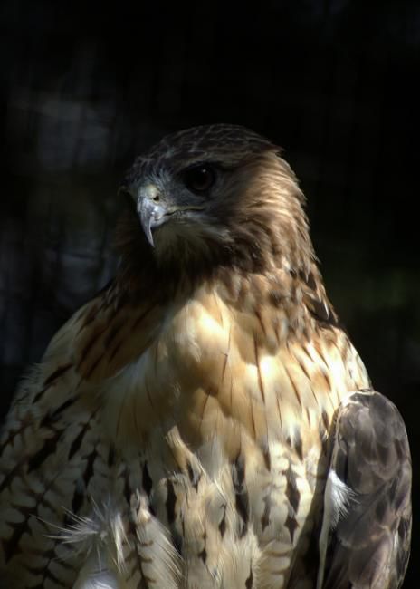 Photography titled "red tail  hawk 1" by Davy Meadows, Original Artwork