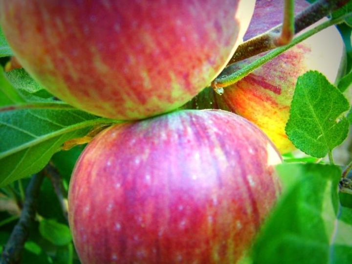Фотография под названием "Apples" - Dmorco, Подлинное произведение искусства