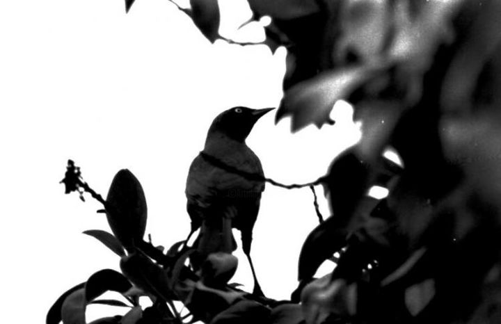 Photographie intitulée "Blackbird" par Dmorco, Œuvre d'art originale