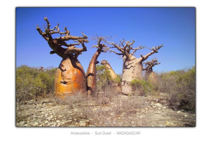 Fotografie mit dem Titel "Baobab Andavadoka" von Eric Boyaval, Original-Kunstwerk