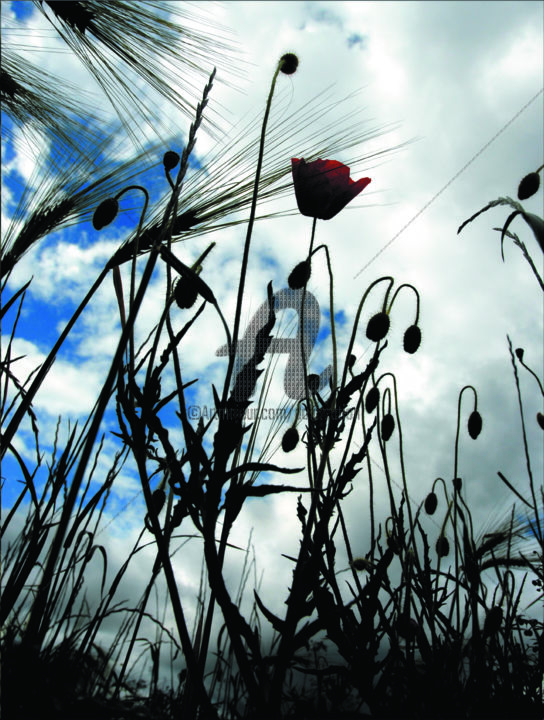 Photography titled "Coquelicot 7" by Dol, Original Artwork