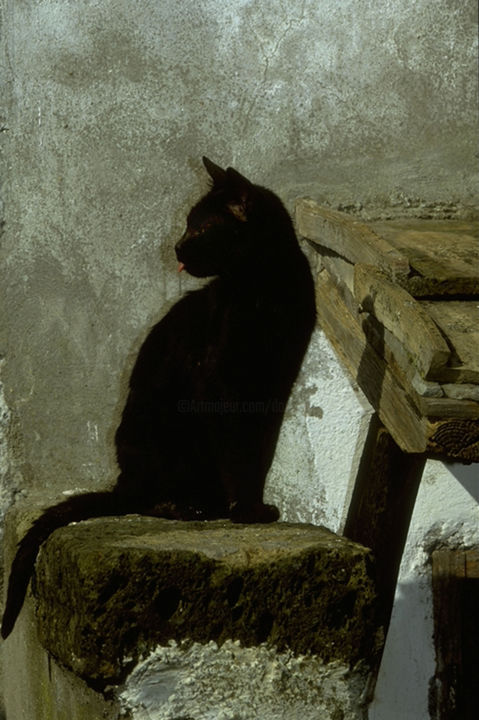 Photographie intitulée "Black Cat" par Dodi Ballada, Œuvre d'art originale