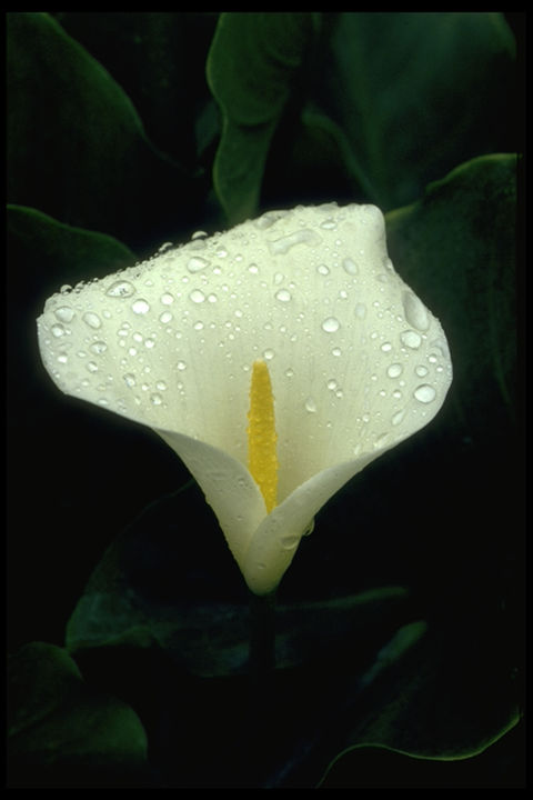 Photographie intitulée "White Lily Flower" par Dodi Ballada, Œuvre d'art originale