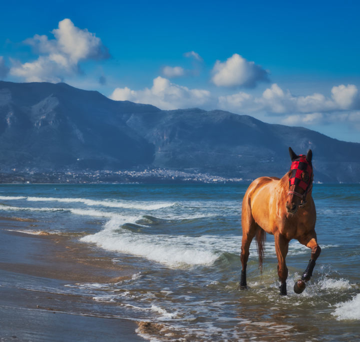 Photography titled "Il cavallo maschera…" by Domenico Guddo, Original Artwork