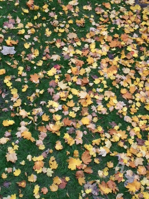 Photographie intitulée "Tapis d'automne" par Dominique Gobelin Mansour, Œuvre d'art originale