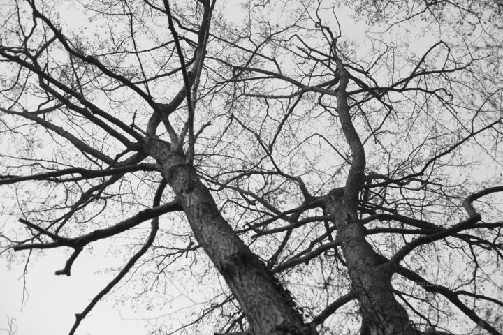 Photographie intitulée "8659 arbre" par Dominique Goujard, Œuvre d'art originale