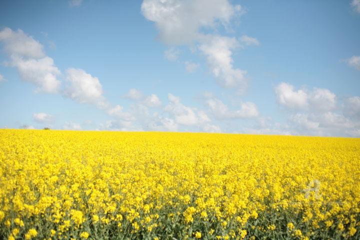 Photography titled "8773 jaune et bleu" by Dominique Goujard, Original Artwork