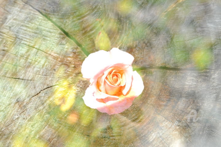 Photography titled "1263 Rose" by Dominique Goujard, Original Artwork, Digital Photography