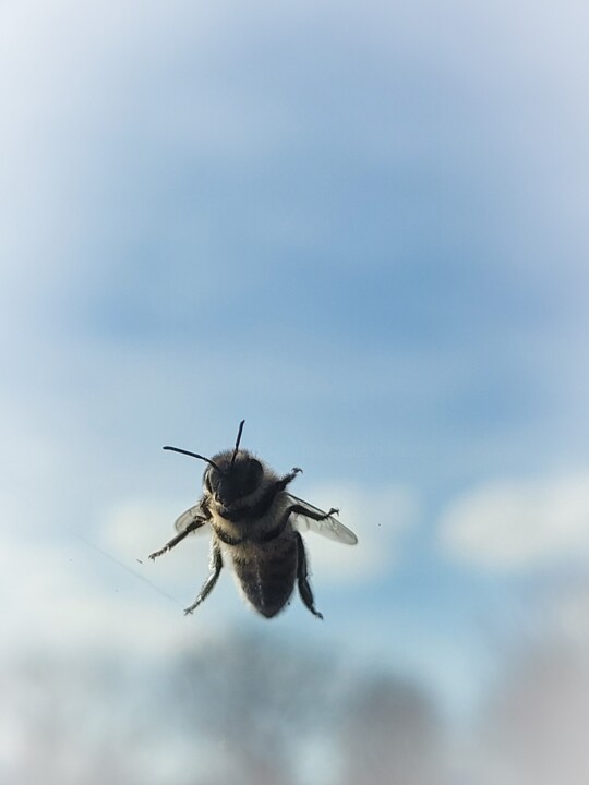 Fotografie getiteld "Abeille sur pare-br…" door Dominique Guillaume, Origineel Kunstwerk, Digitale fotografie