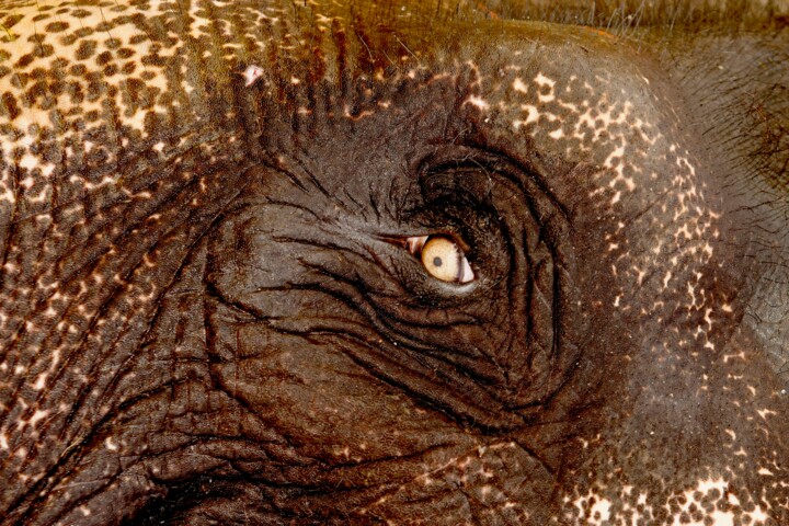 Photographie intitulée "Œil d'éléphant" par Dominique Leroy, Œuvre d'art originale