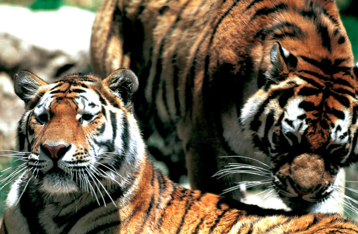 Photography titled "Couple de Tigre Inde" by Dominique Leroy, Original Artwork