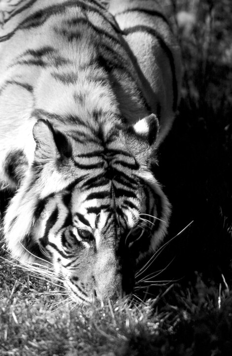 Fotografie mit dem Titel "Tigre du Bengale. I…" von Dominique Leroy, Original-Kunstwerk