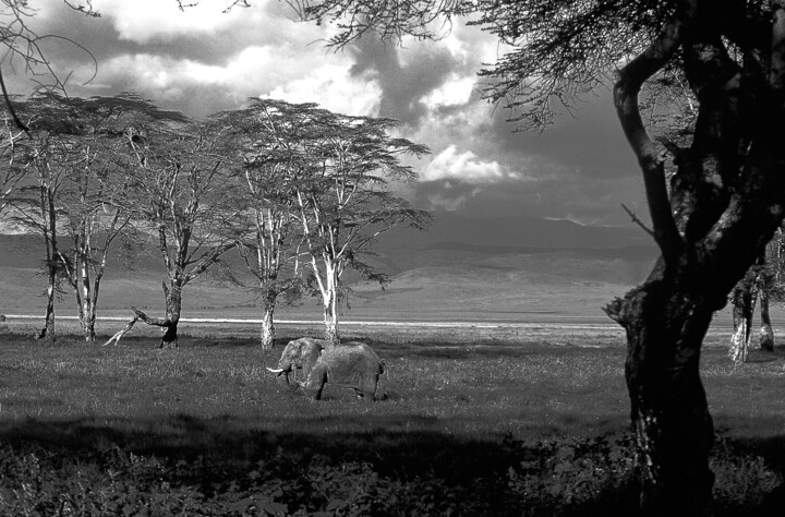 Fotografia intitolato "Éléphant cratère du…" da Dominique Leroy, Opera d'arte originale