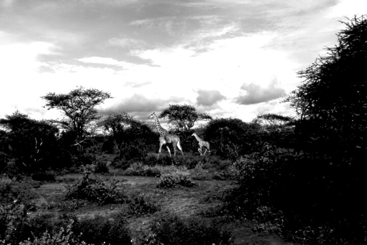 Photography titled "Girafe et girafon.…" by Dominique Leroy, Original Artwork
