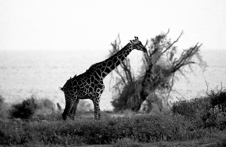 Photography titled "Girafe en liberté.…" by Dominique Leroy, Original Artwork