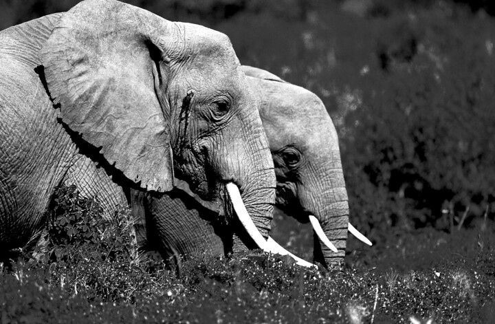 Photographie intitulée "Couple d’éléphant.…" par Dominique Leroy, Œuvre d'art originale
