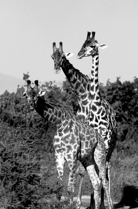 Photographie intitulée "Trio de Girafe. Tan…" par Dominique Leroy, Œuvre d'art originale