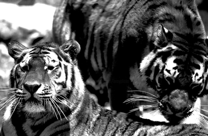 Photography titled "Couple de Tigre. Be…" by Dominique Leroy, Original Artwork