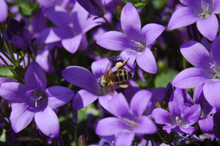 Photography titled "Abeille.jpg" by Dominique Thivollier, Original Artwork