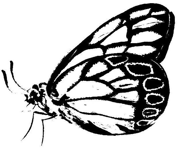 Drawing titled "Butterfly 2" by Adelia Turnbull, Original Artwork