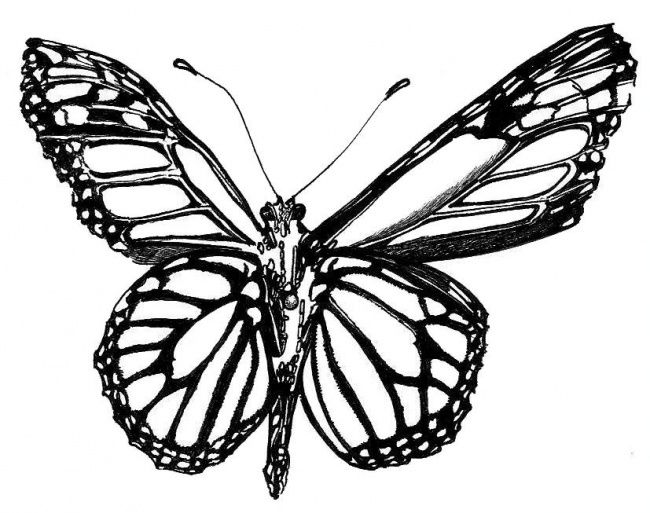 Drawing titled "Butterfly" by Adelia Turnbull, Original Artwork