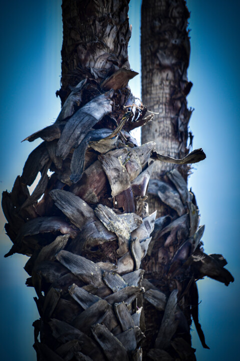 Fotografie getiteld "Palm Tree 1" door Dorothy Gales'Eyes, Origineel Kunstwerk, Digitale fotografie