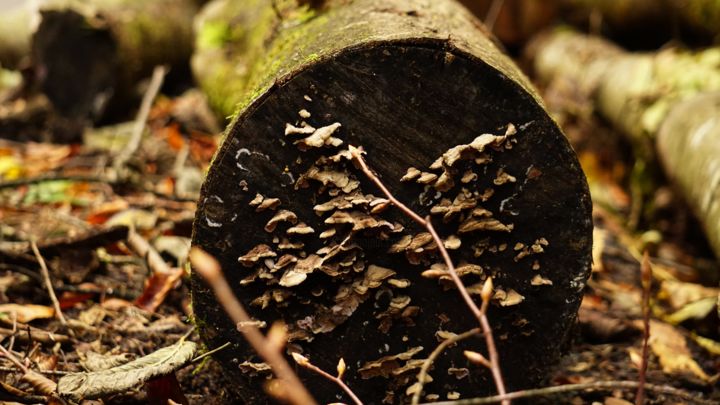 Fotografie mit dem Titel "wood" von Dorothy`S Workshop., Original-Kunstwerk