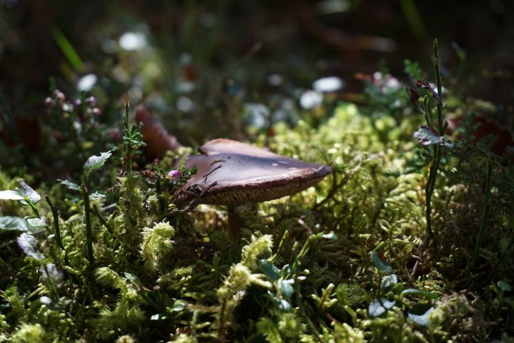 Фотография под названием "mushroom2" - Dorothy`S Workshop., Подлинное произведение искусства