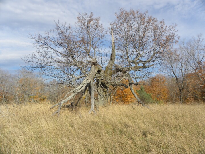 Photographie intitulée "Old Tree In Autumn" par Doug Dunigan, Œuvre d'art originale, Photographie numérique