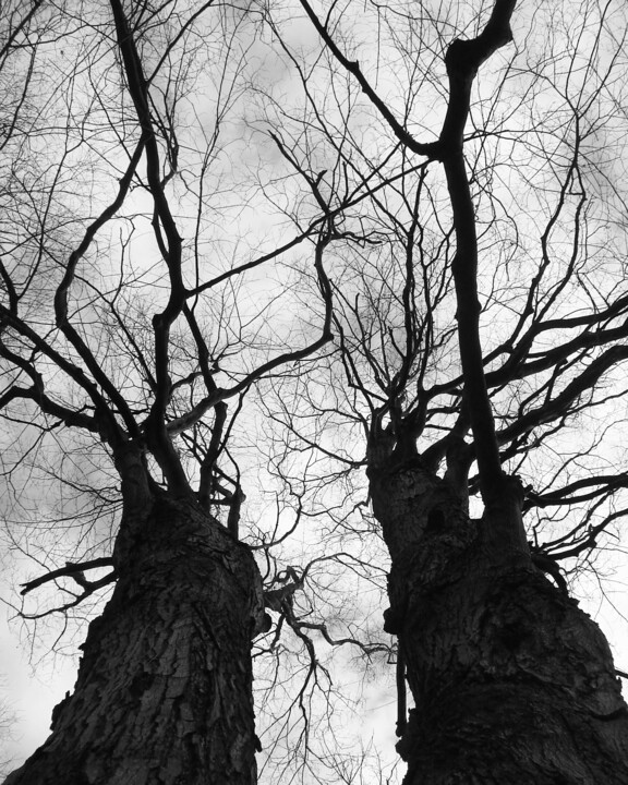 Photography titled "Two Trees" by Doug Dunigan, Original Artwork, Digital Photography