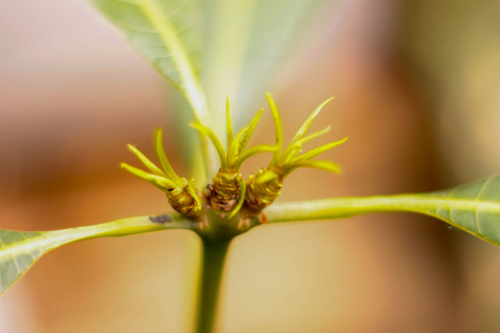 Φωτογραφία με τίτλο "Happy Plant" από Douglas Delgado, Αυθεντικά έργα τέχνης