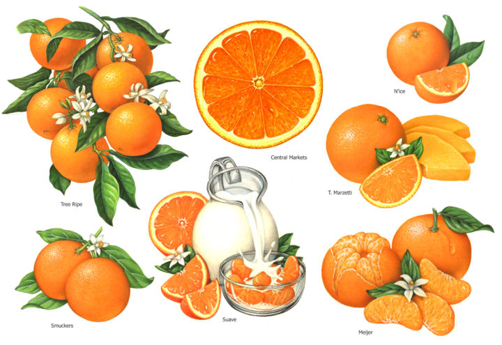 Peinture intitulée "Oranges Used for Pa…" par Douglas Schneider, Œuvre d'art originale, Aquarelle