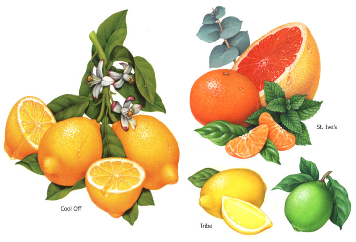 Painting titled "Citrus Illustration…" by Douglas Schneider, Original Artwork, Watercolor