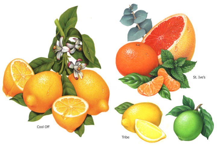 Painting titled "Citrus Illustration…" by Douglas Schneider, Original Art, Watercolor