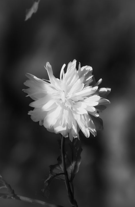 Photographie intitulée "Fleur en noir et bl…" par Cyril Le Brech, Œuvre d'art originale, Photographie manipulée