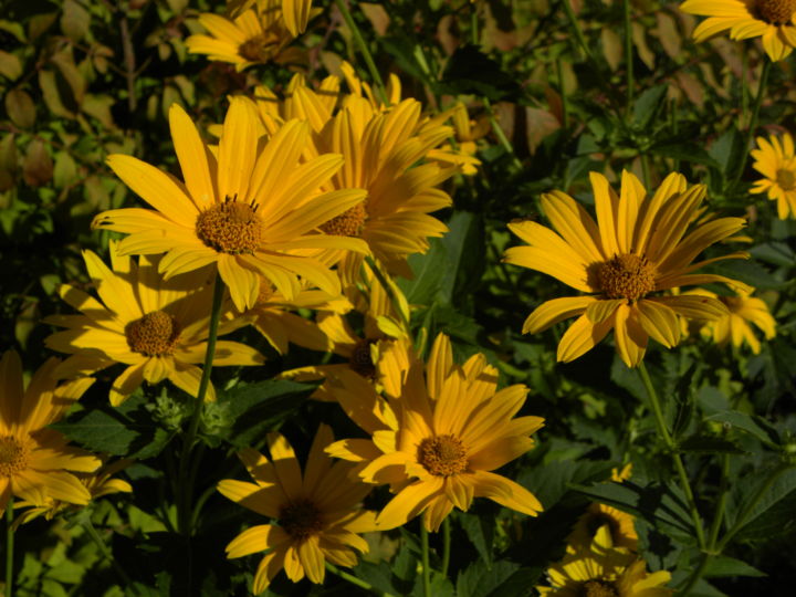 Photography titled "Botanical Delight…" by Douglas Dunigan, Original Art, Digital Photography