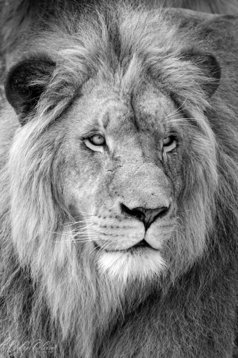 Fotografie getiteld "Black and white lion" door Dylan Olivier, Origineel Kunstwerk, Digitale fotografie
